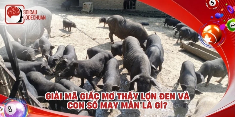 Giải mã giấc mơ thấy lợn đen và con số may mắn là gì?