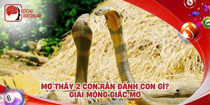 Mơ thấy 2 con rắn đánh con gì? Giải mộng giấc mơ