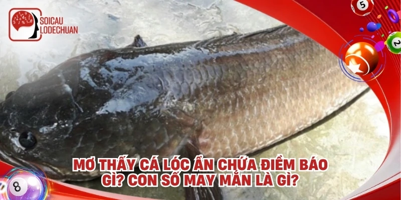 Mơ thấy cá lóc ẩn chứa điềm báo gì? Con số may mắn là gì?