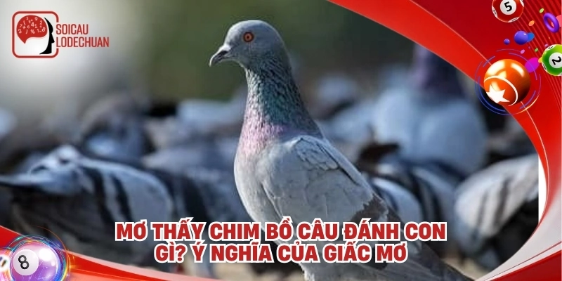 Mơ thấy chim bồ câu đánh con gì? Ý nghĩa của giấc mơ