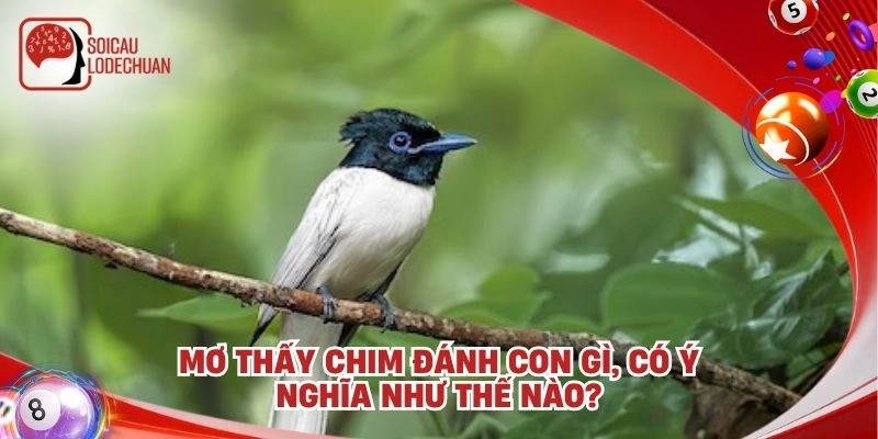 Mơ thấy chim đánh con gì, có ý nghĩa như thế nào?
