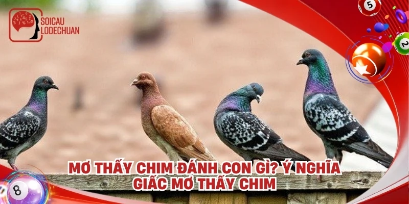 Mơ thấy chim đánh con gì? Ý nghĩa giấc mơ thấy chim