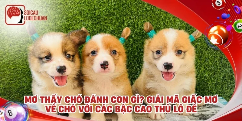 Mơ thấy chó đánh con gì? Giải mã giấc mơ về chó với các bậc cao thủ lô đề