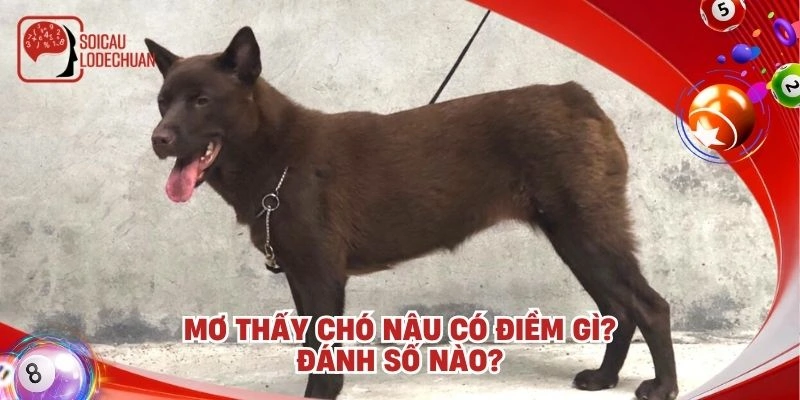 Mơ thấy chó nâu có điềm gì? Đánh số nào?