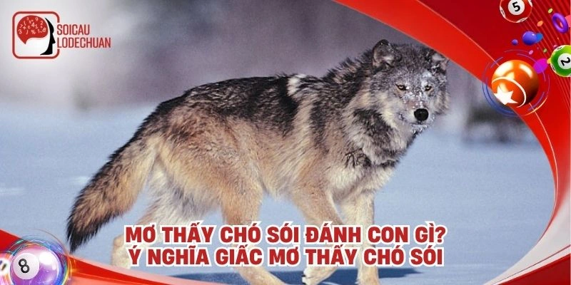 Mơ thấy chó sói đánh con gì? Ý nghĩa giấc mơ thấy chó sói