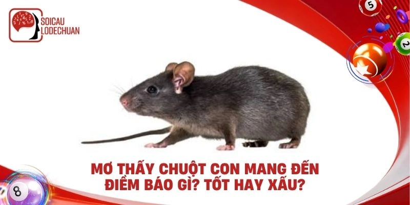Mơ thấy chuột con mang đến điềm báo gì? Tốt hay xấu?
