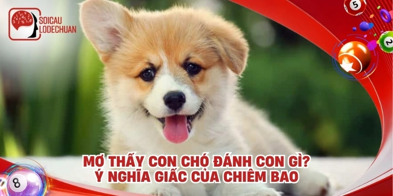 Mơ thấy con chó đánh con gì? Ý nghĩa giấc của chiêm bao
