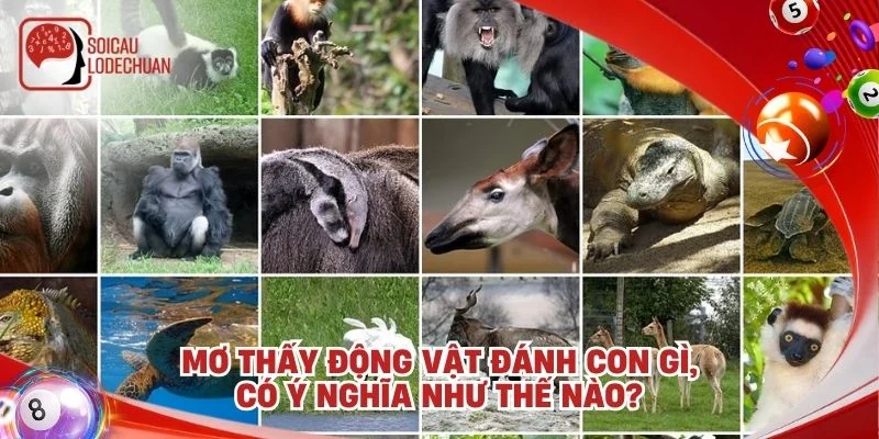 Mơ thấy động vật đánh con gì, có ý nghĩa như thế nào?