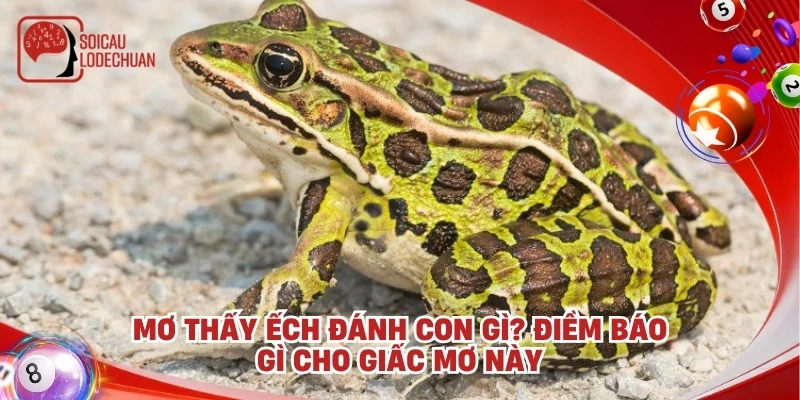 Mơ thấy ếch đánh con gì? Điềm báo gì cho giấc mơ này