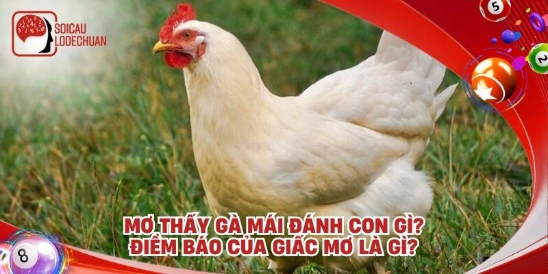 Mơ thấy gà mái đánh con gì? Điềm báo của giấc mơ là gì?