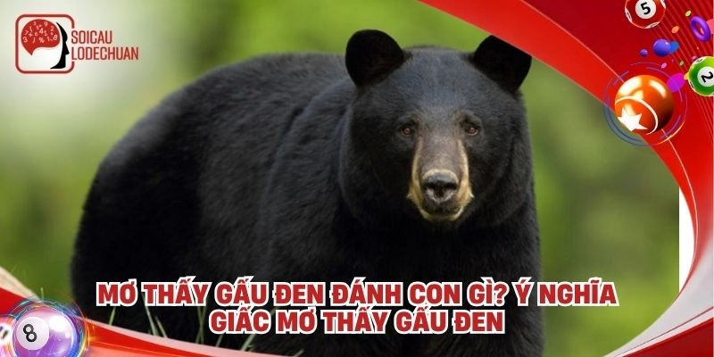 Mơ thấy gấu đen đánh con gì? Ý nghĩa giấc mơ thấy gấu đen