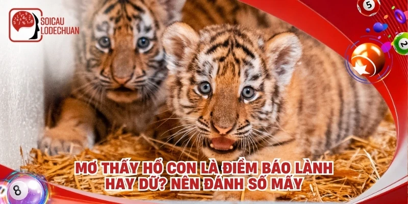 Mơ thấy hổ con là điềm báo lành hay dữ? Nên đánh số mấy