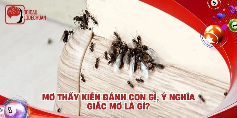 Mơ thấy kiến đánh con gì, ý nghĩa giấc mơ là gì?