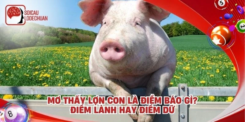 Mơ thấy lợn con là điềm báo gì? Điềm lành hay điềm dữ