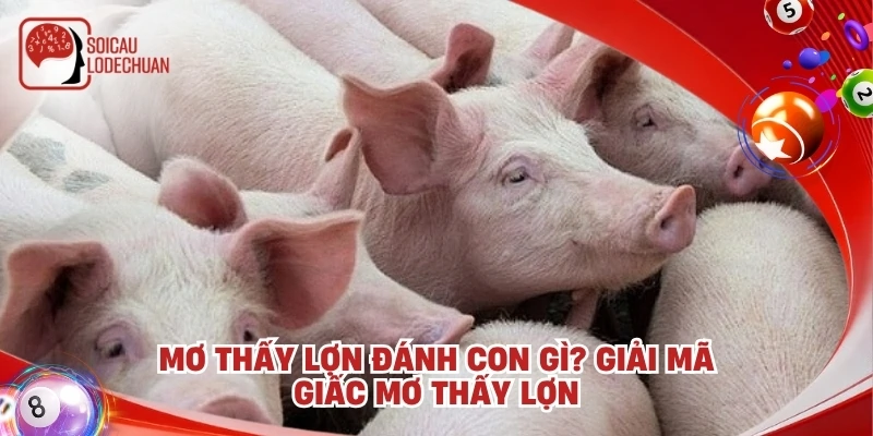 Mơ thấy lợn đánh con gì? Giải mã giấc mơ thấy lợn