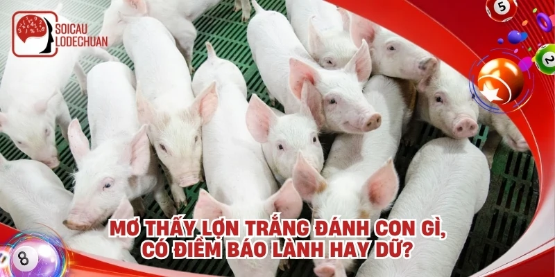 Mơ thấy lợn trắng đánh con gì, có điềm báo lành hay dữ?