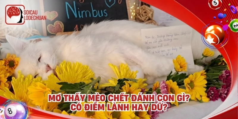 Mơ thấy mèo chết đánh con gì? Có điềm lành hay dữ?