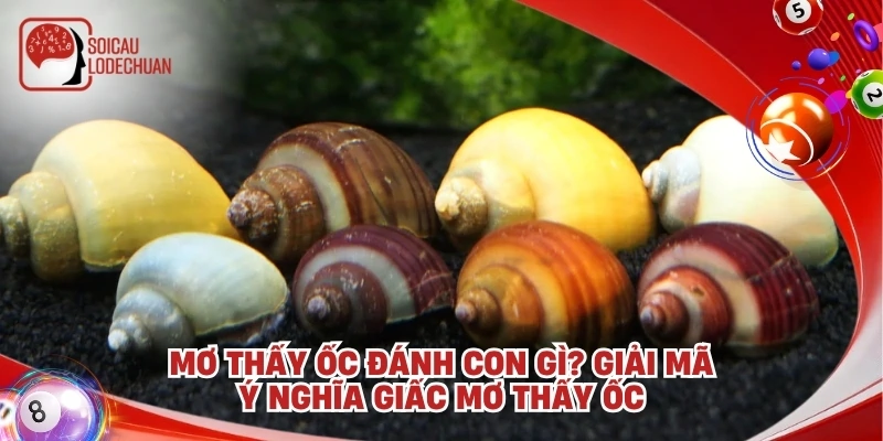Mơ thấy ốc đánh con gì? Giải mã ý nghĩa giấc mơ thấy ốc