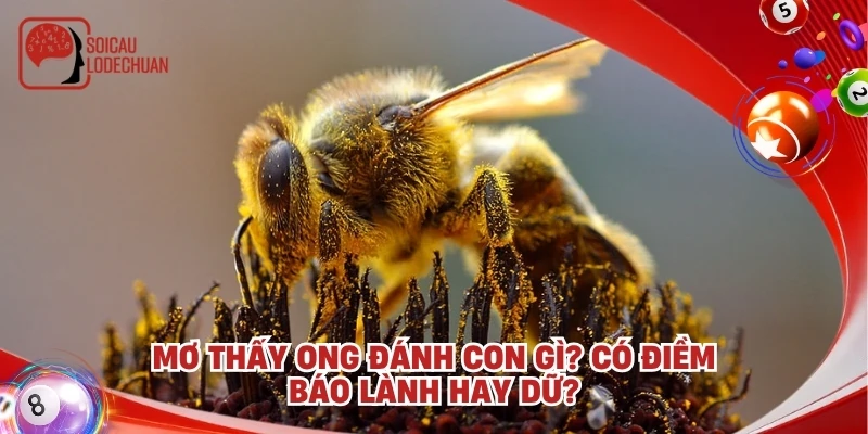 Mơ thấy ong đánh con gì? Có điềm báo lành hay dữ?