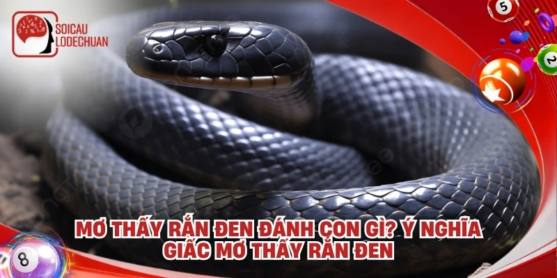 Mơ thấy rắn đen đánh con gì? Ý nghĩa giấc mơ thấy rắn đen