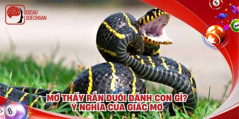 Mơ thấy rắn đuổi đánh con gì? Ý nghĩa của giấc mơ