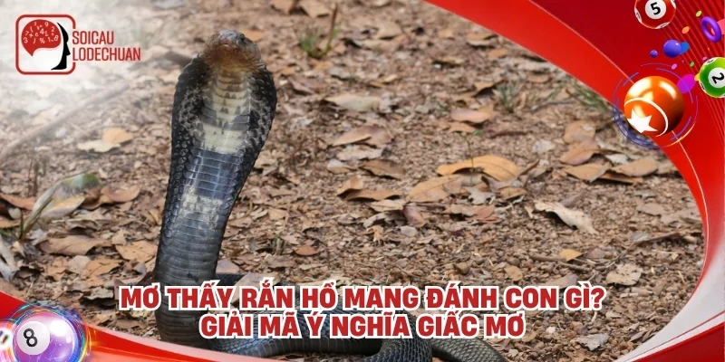 Mơ thấy rắn hổ mang đánh con gì? Giải mã ý nghĩa giấc mơ