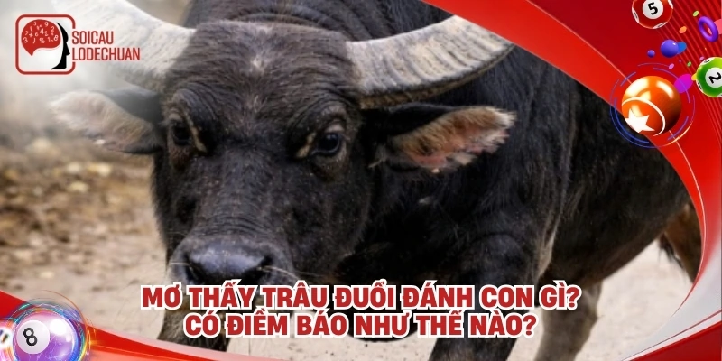Mơ thấy trâu đuổi đánh con gì? Có điềm báo như thế nào?