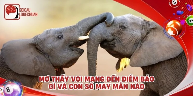 Mơ thấy voi mang đến điềm báo gì và con số may mắn nào
