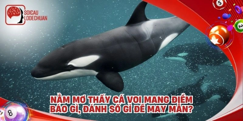 Nằm mơ thấy cá voi mang điềm báo gì, đánh số gì để may mắn?