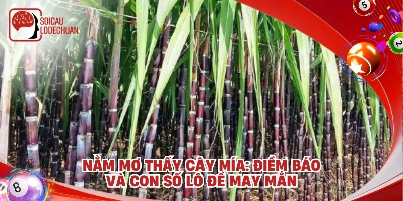 Nằm mơ thấy cây mía: Điềm báo và con số lô đề may mắn