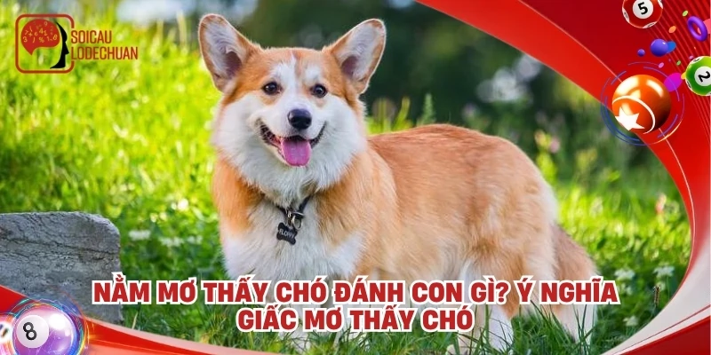 Nằm mơ thấy chó đánh con gì? Ý nghĩa giấc mơ thấy chó