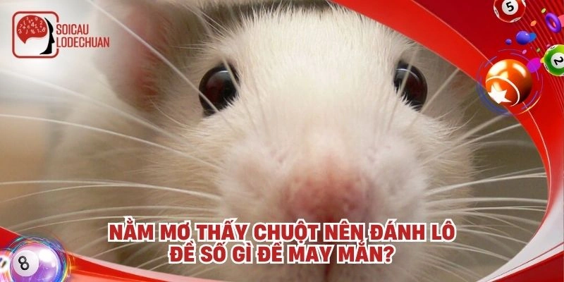 Nằm mơ thấy chuột nên đánh lô đề số gì để may mắn?