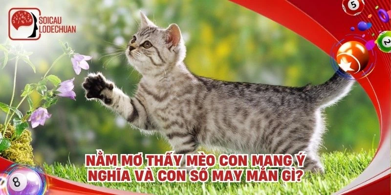 Nằm mơ thấy mèo con mang ý nghĩa và con số may mắn gì?