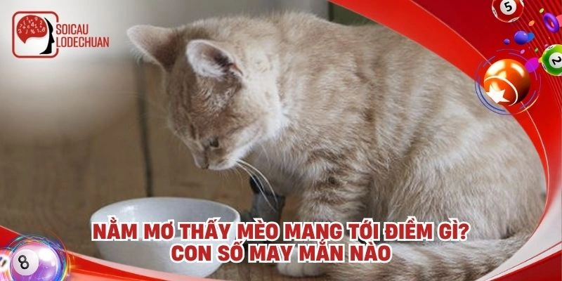 Nằm mơ thấy mèo mang tới điềm gì? Con số may mắn nào