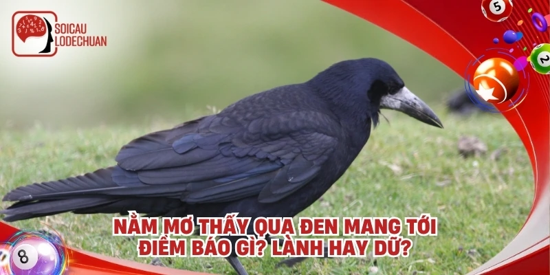 Nằm mơ thấy quạ đen mang tới điềm báo gì? Lành hay dữ?