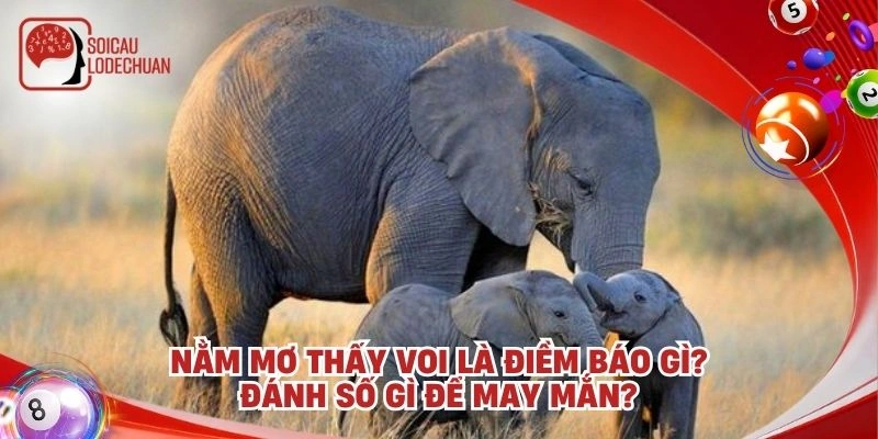 Nằm mơ thấy voi là điềm báo gì? Đánh số gì để may mắn?