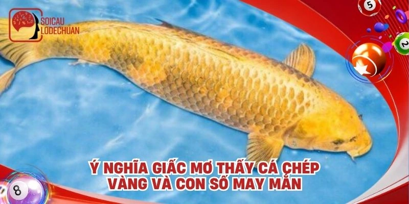 Ý nghĩa giấc mơ thấy cá chép vàng và con số may mắn